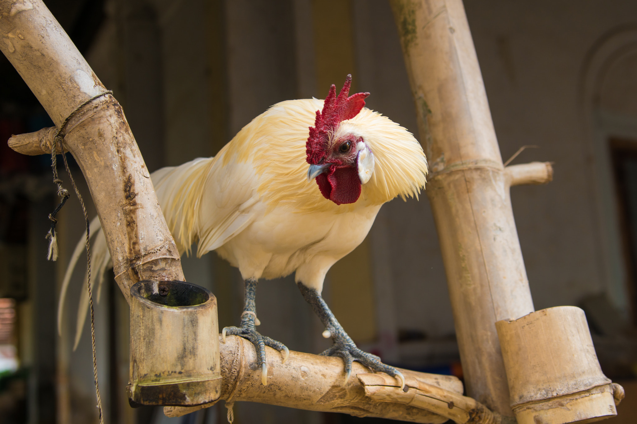 Sony ILCA-77M2 + Tamron SP 24-70mm F2.8 Di VC USD sample photo. Rooster photography