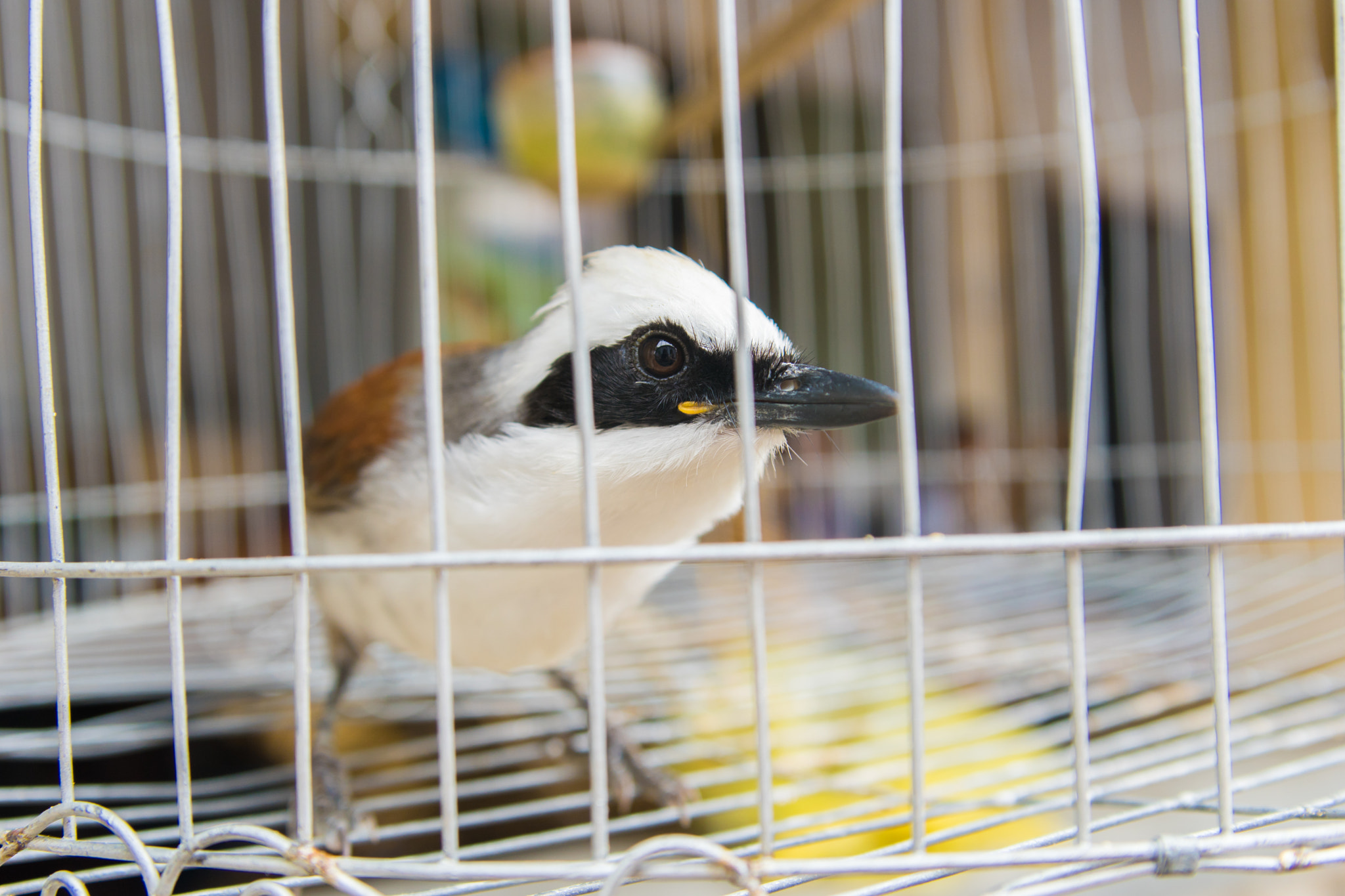 Sony ILCA-77M2 + Tamron SP 24-70mm F2.8 Di VC USD sample photo. Bird in a cage photography
