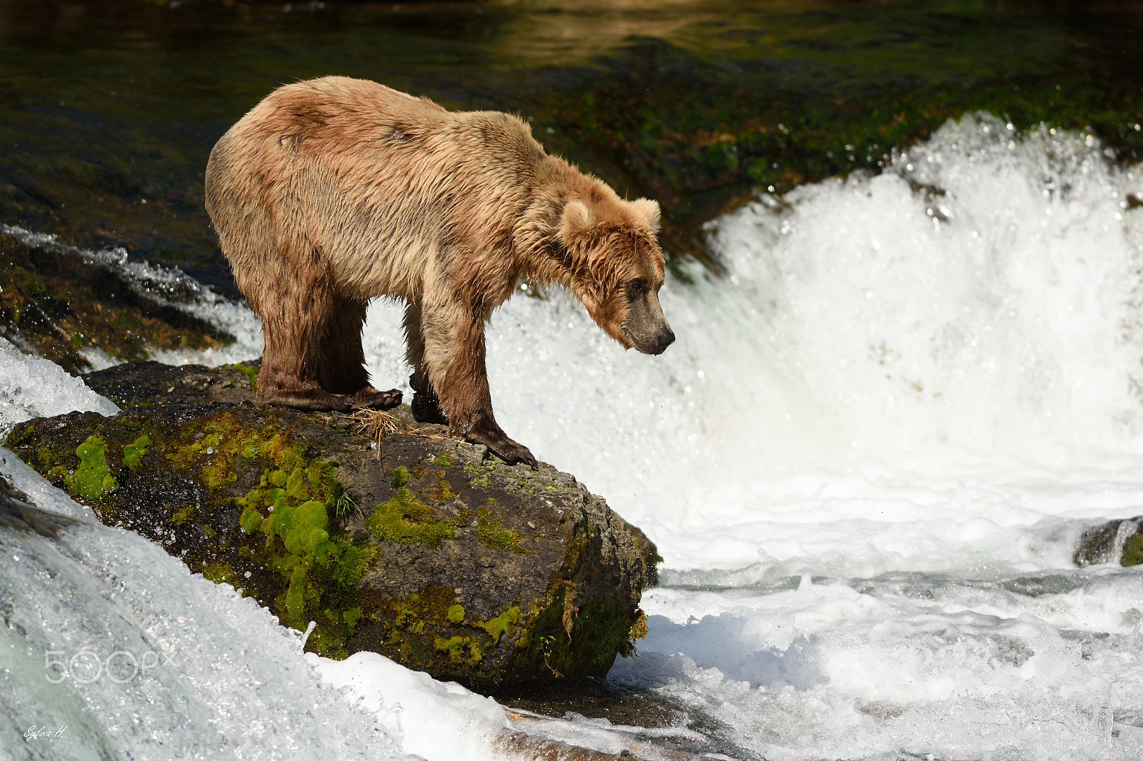Nikon AF-S Nikkor 300mm F2.8G ED-IF VR sample photo. Waiting for salmon to jump photography