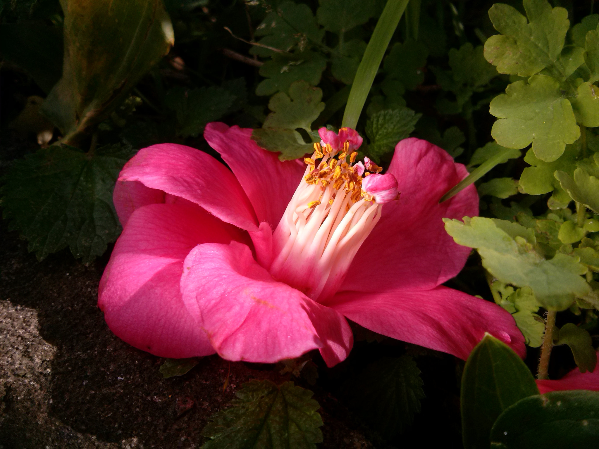 LG OPTIMUS L7 II sample photo. Pink flower photography