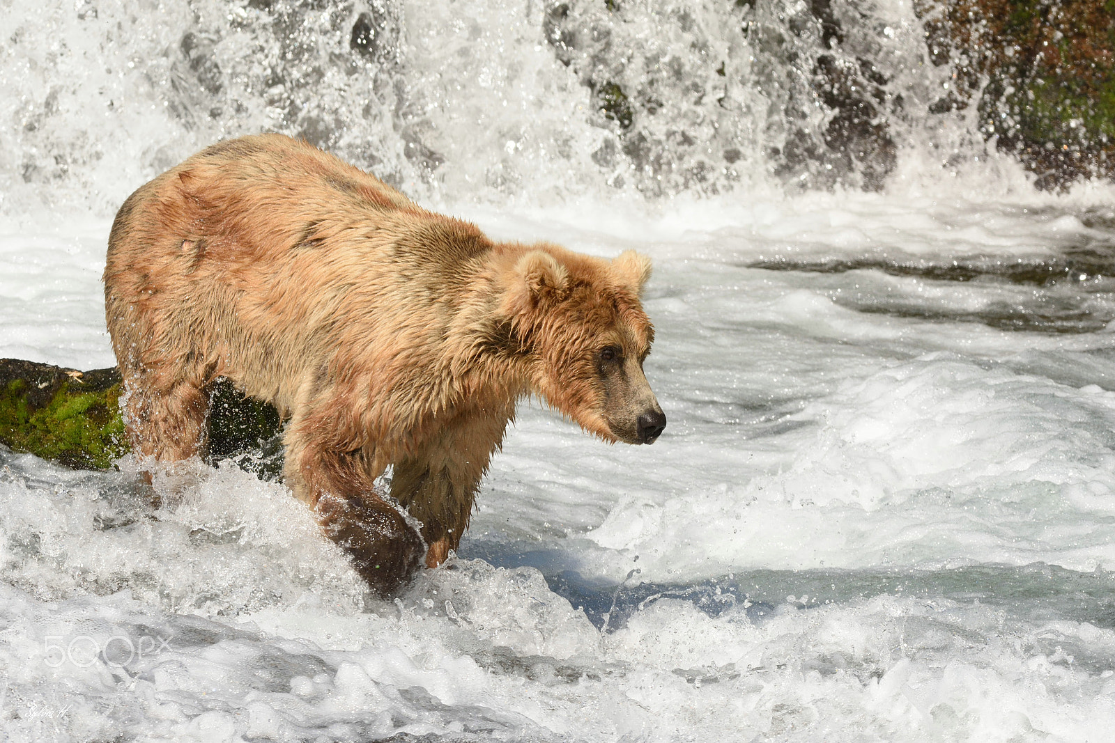 Nikon AF-S Nikkor 300mm F2.8G ED-IF VR sample photo. Looking for salmon photography