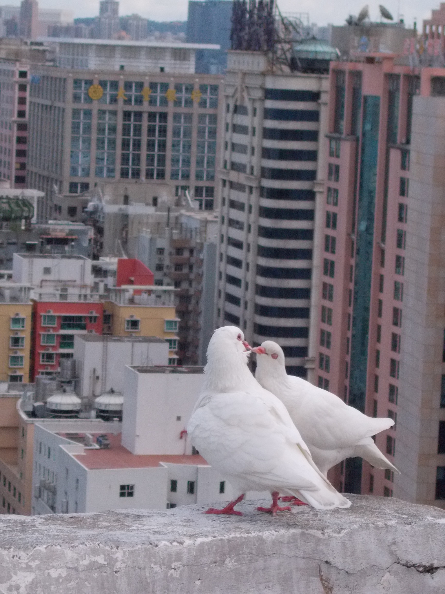 Nikon Coolpix L26 sample photo. A brace of pigeons photography