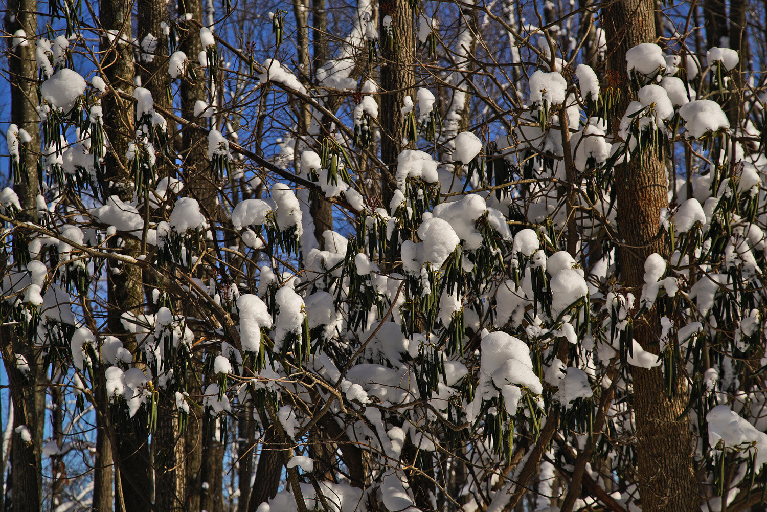 24-105mm F4 G SSM OSS sample photo. Cotton bush photography