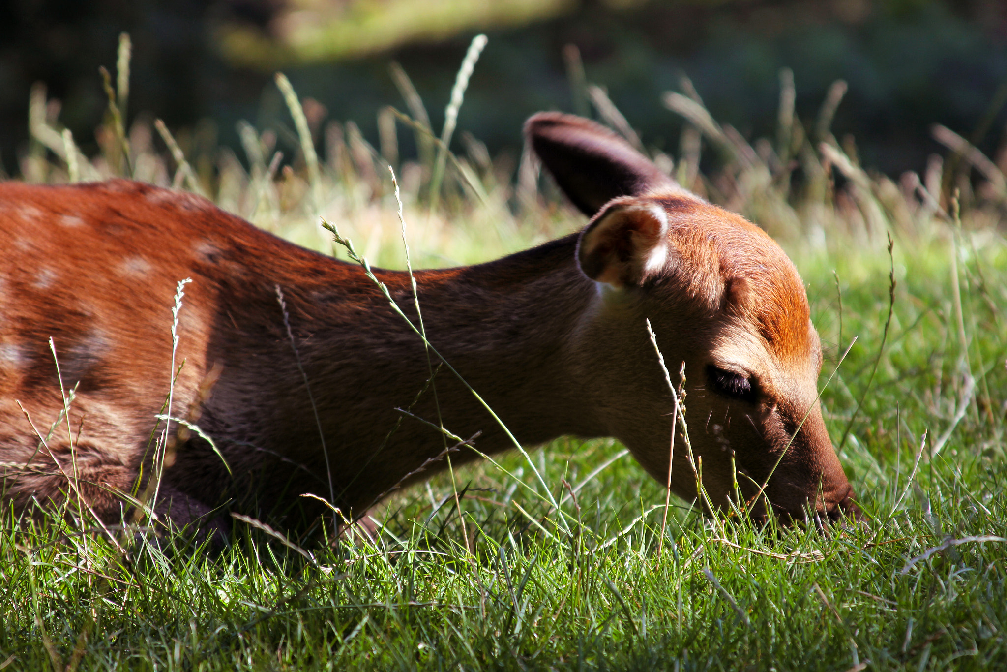 Canon EF 28-135mm F3.5-5.6 IS USM sample photo. Baby deer photography