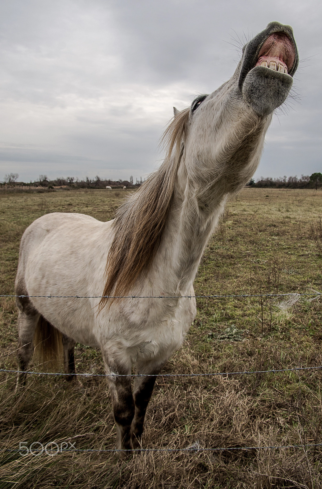 Pentax K-3 II + Pentax smc DA* 16-50mm F2.8 ED AL (IF) SDM sample photo. We just have to laugh photography