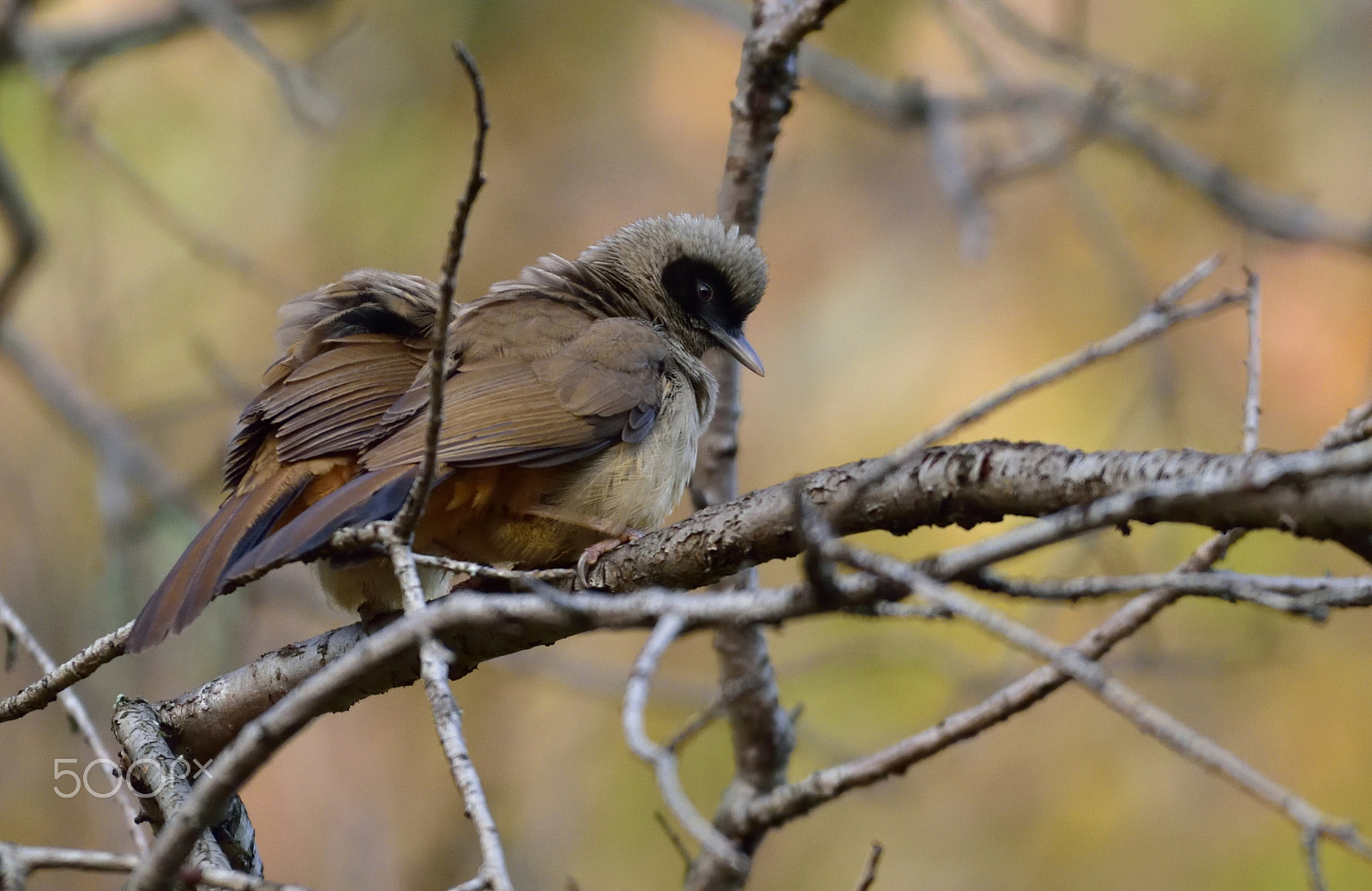 Nikon D810A + Nikon AF-S Nikkor 200-500mm F5.6E ED VR sample photo. 20160204_00765.jpg photography