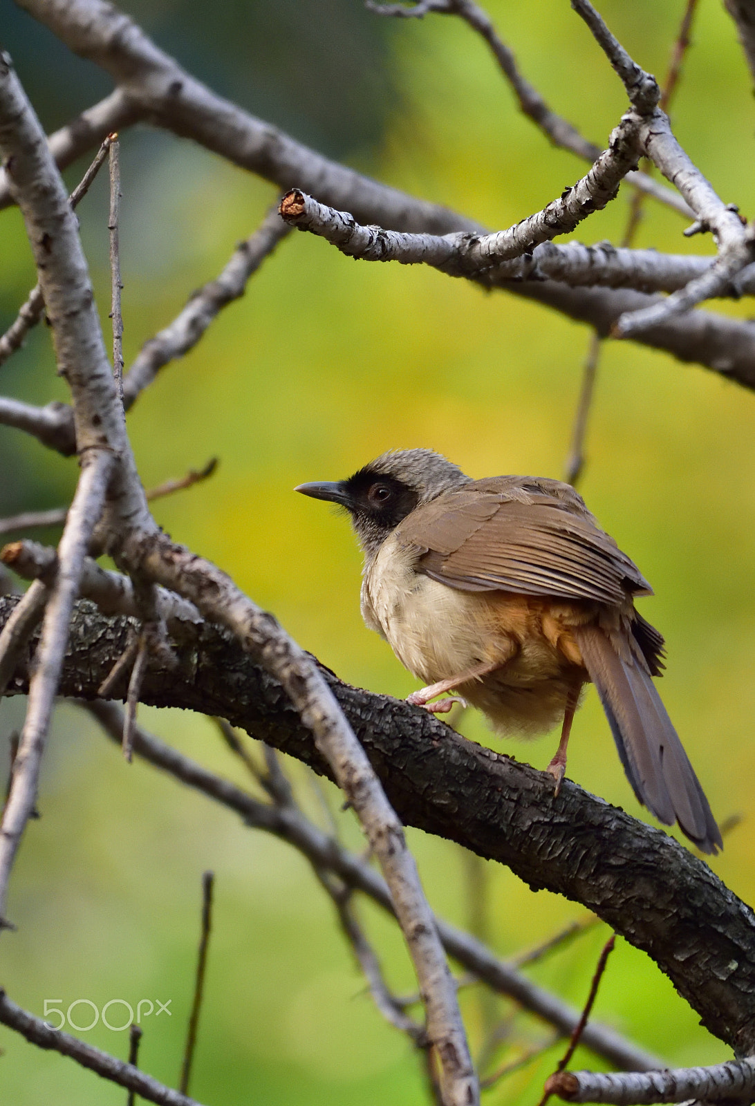 Nikon D810A + Nikon AF-S Nikkor 200-500mm F5.6E ED VR sample photo. 20160204_00738.jpg photography