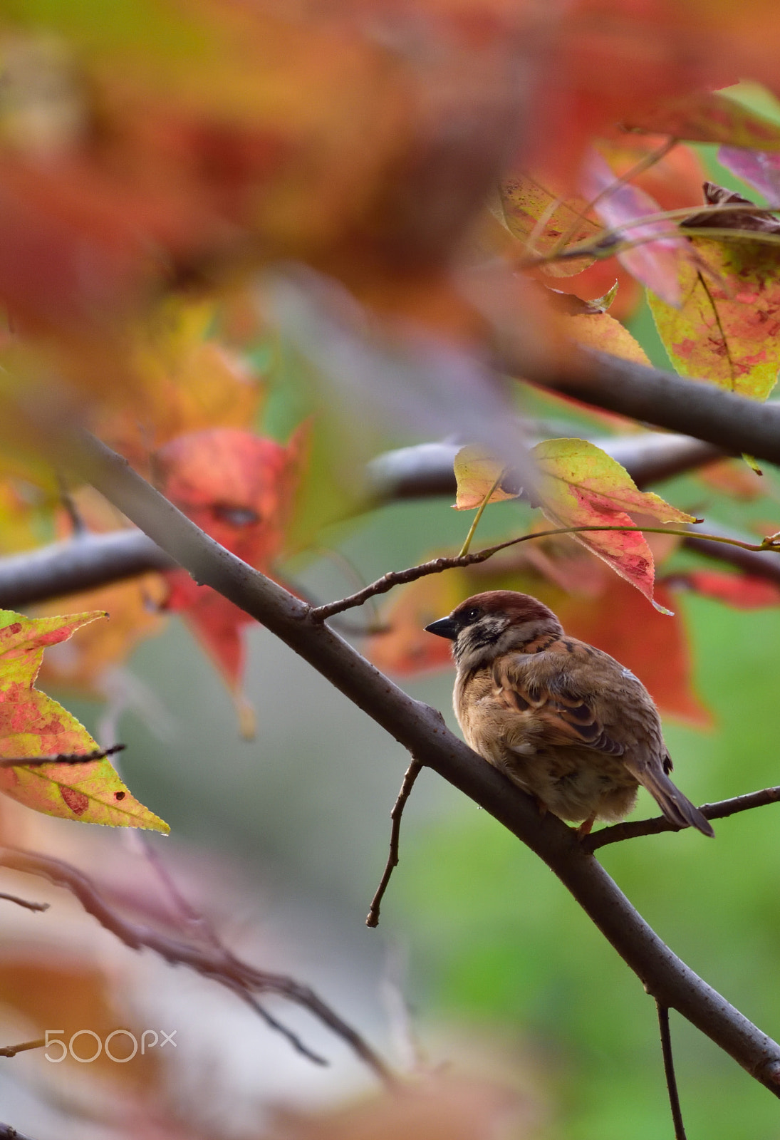 Nikon D810A + Nikon AF-S Nikkor 200-500mm F5.6E ED VR sample photo. 20160204_00920.jpg photography