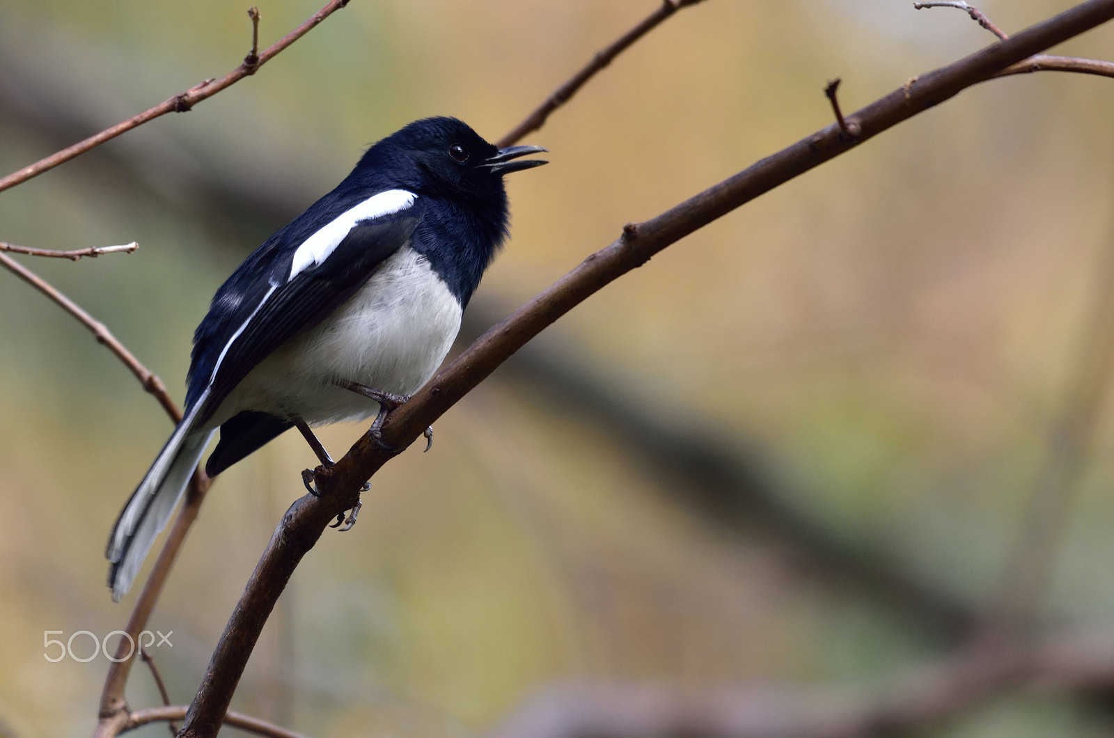 Nikon D810A sample photo. 20160204_00948.jpg photography