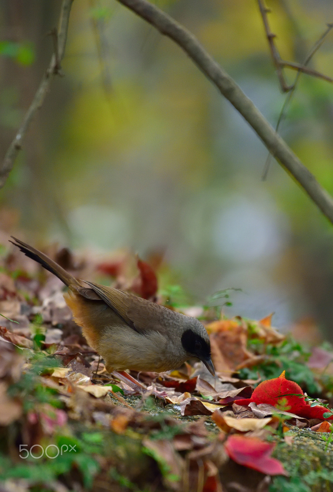 Nikon D810A + Nikon AF-S Nikkor 200-500mm F5.6E ED VR sample photo. 20160204_01095.jpg photography