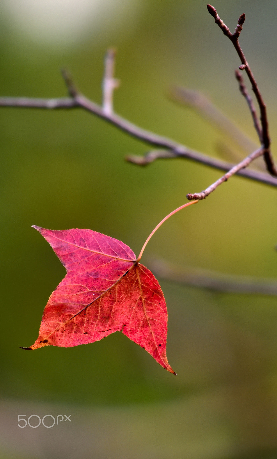 Nikon D810A sample photo. 20160204_01174.jpg photography