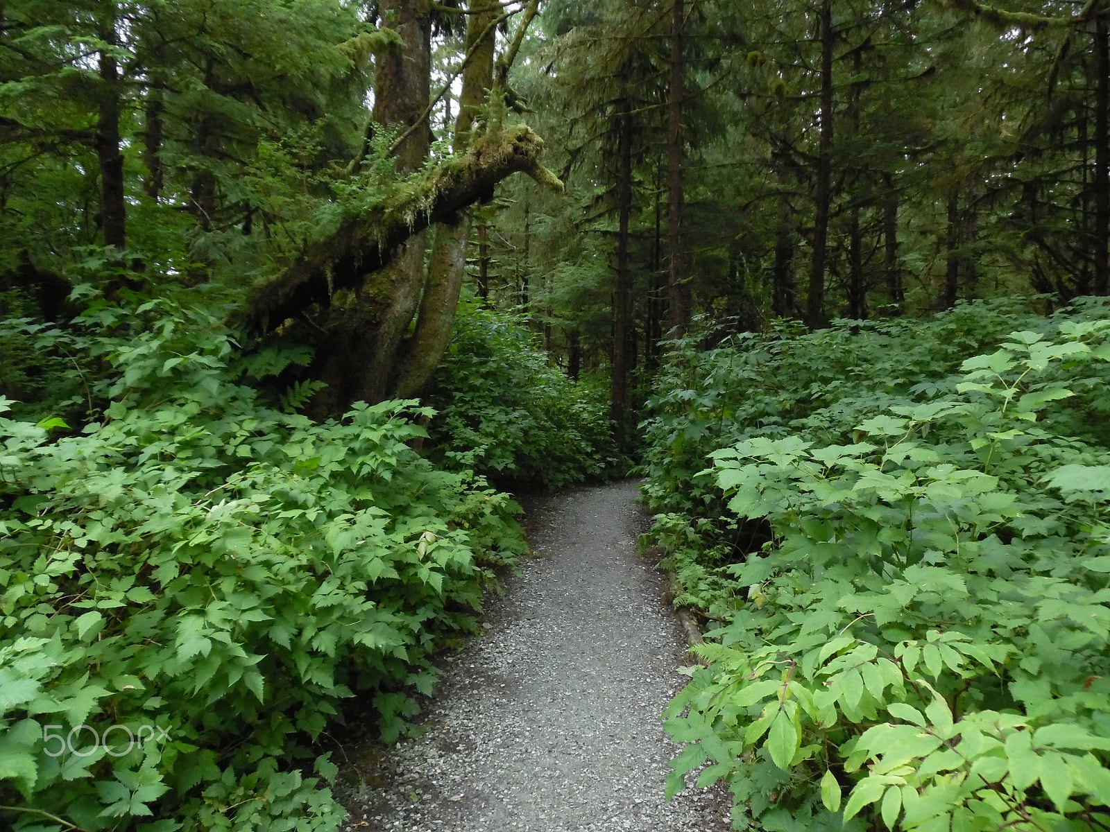 Samsung WB35F/WB36F/WB37F sample photo. Alaskan rain forest photography