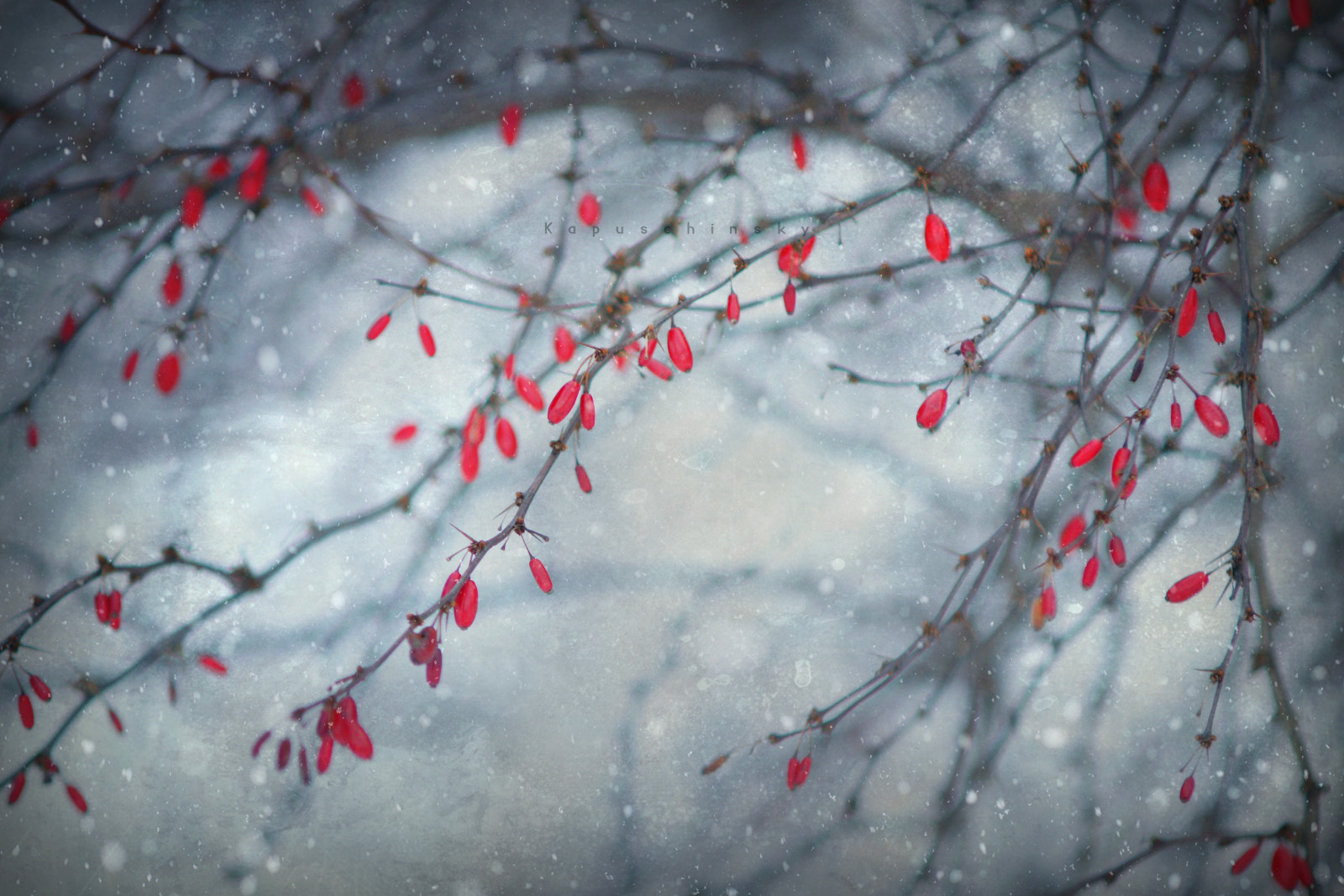 Sony Alpha DSLR-A700 + Minolta AF 70-210mm F4 Macro sample photo. Scarlet and snowflakes photography