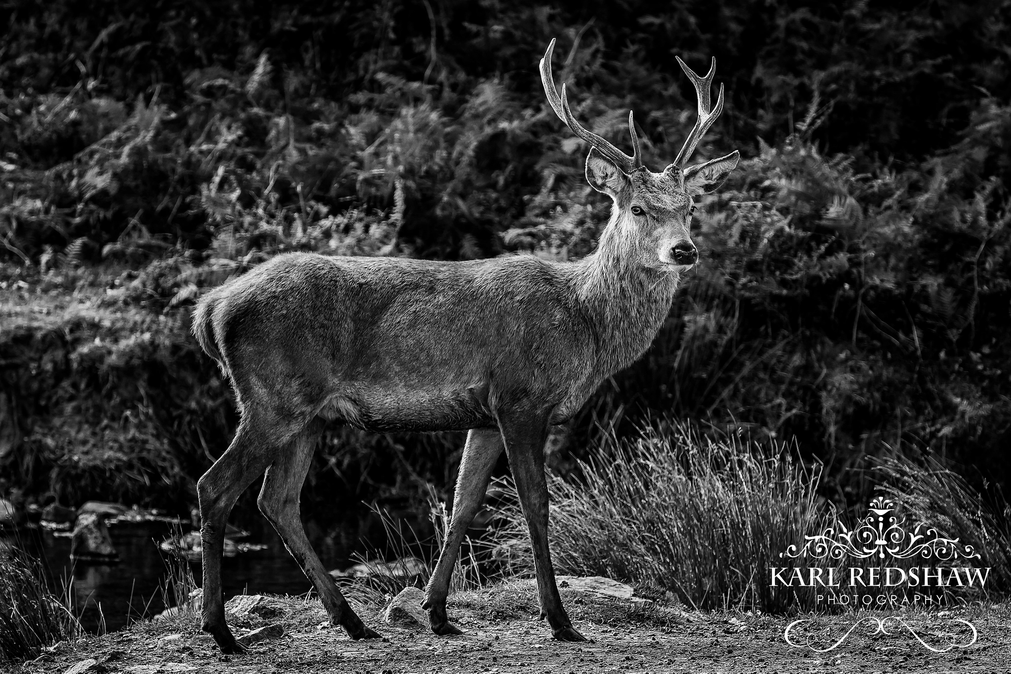 Canon EOS-1D X + Canon EF 70-200mm F2.8L IS II USM sample photo. Red deer stag photography