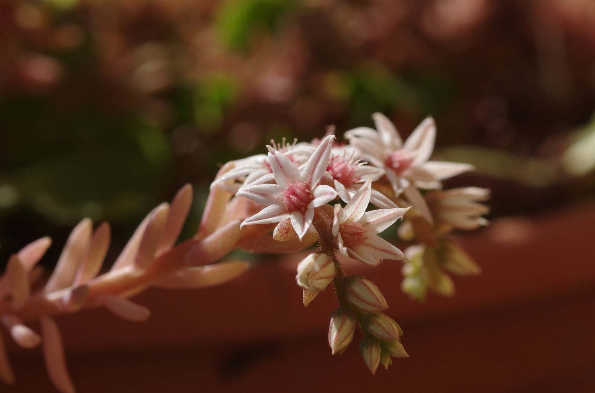 Pentax K-5 + smc PENTAX-FA Macro 100mm F2.8 sample photo. Flowers photography