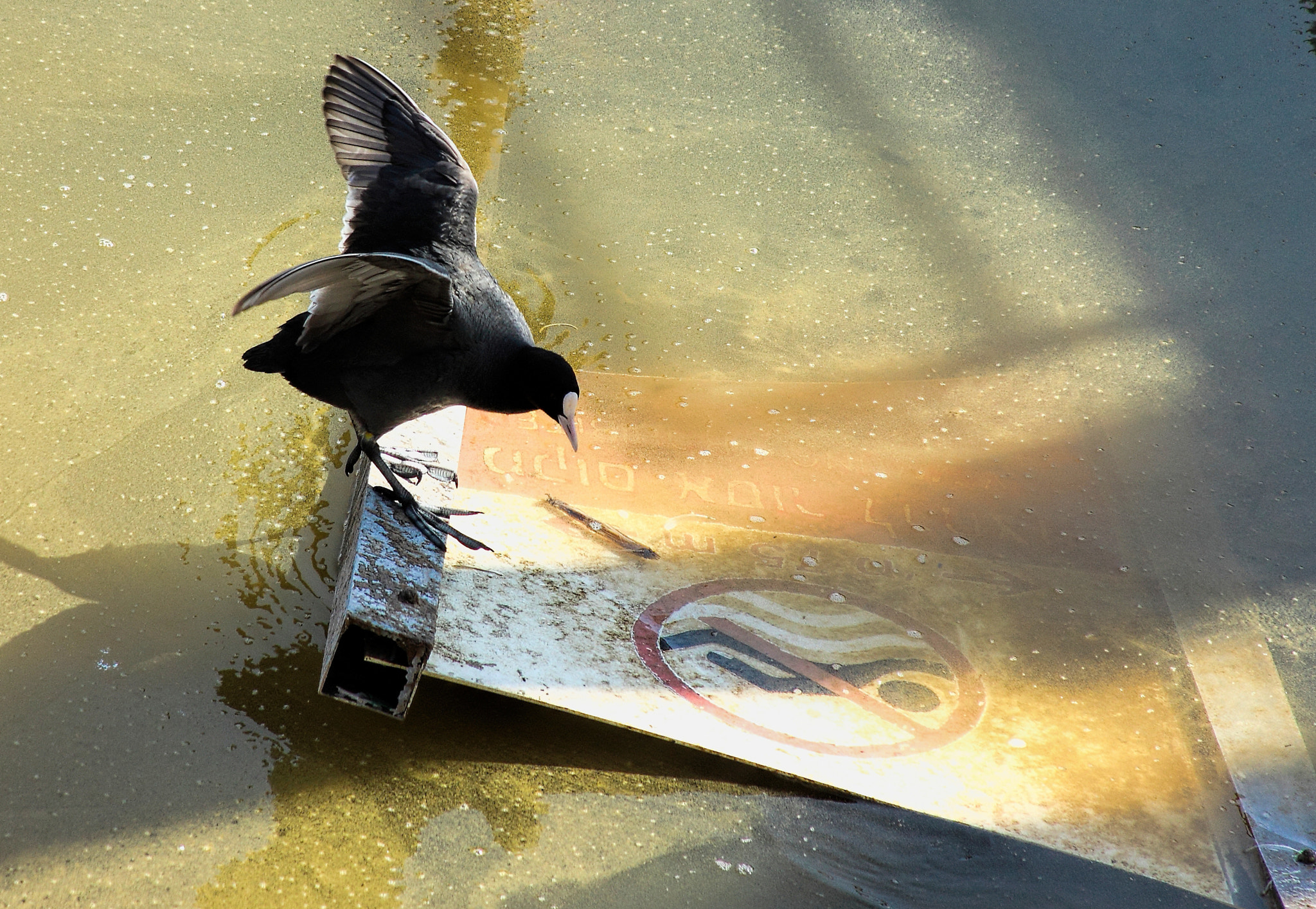 Canon EOS 600D (Rebel EOS T3i / EOS Kiss X5) sample photo. No swimming ! photography