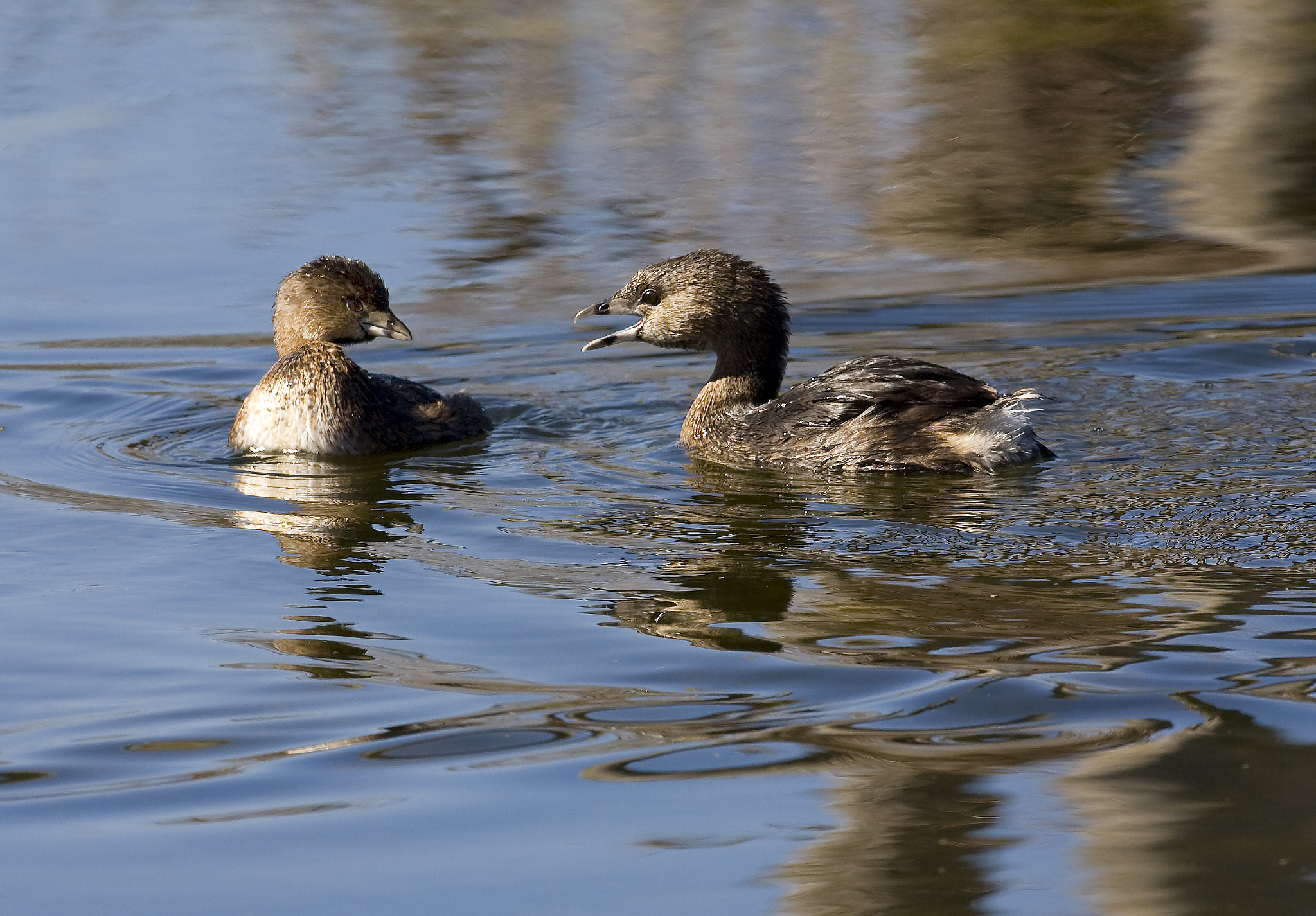 Canon EF 500mm F4L IS USM sample photo. Pied bill grebe photography