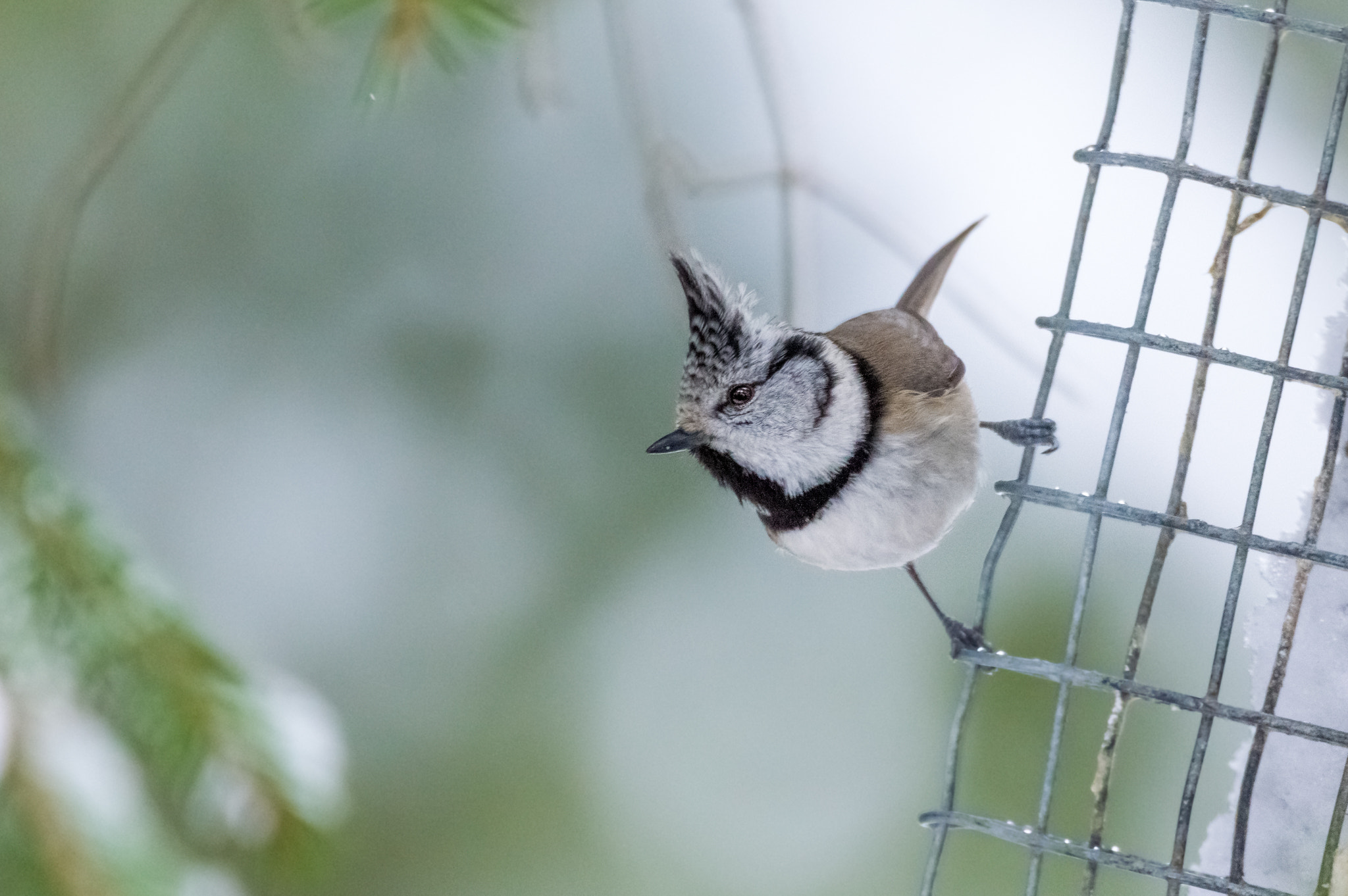 Sigma 150-600mm F5-6.3 DG OS HSM | C sample photo. European crested tit photography