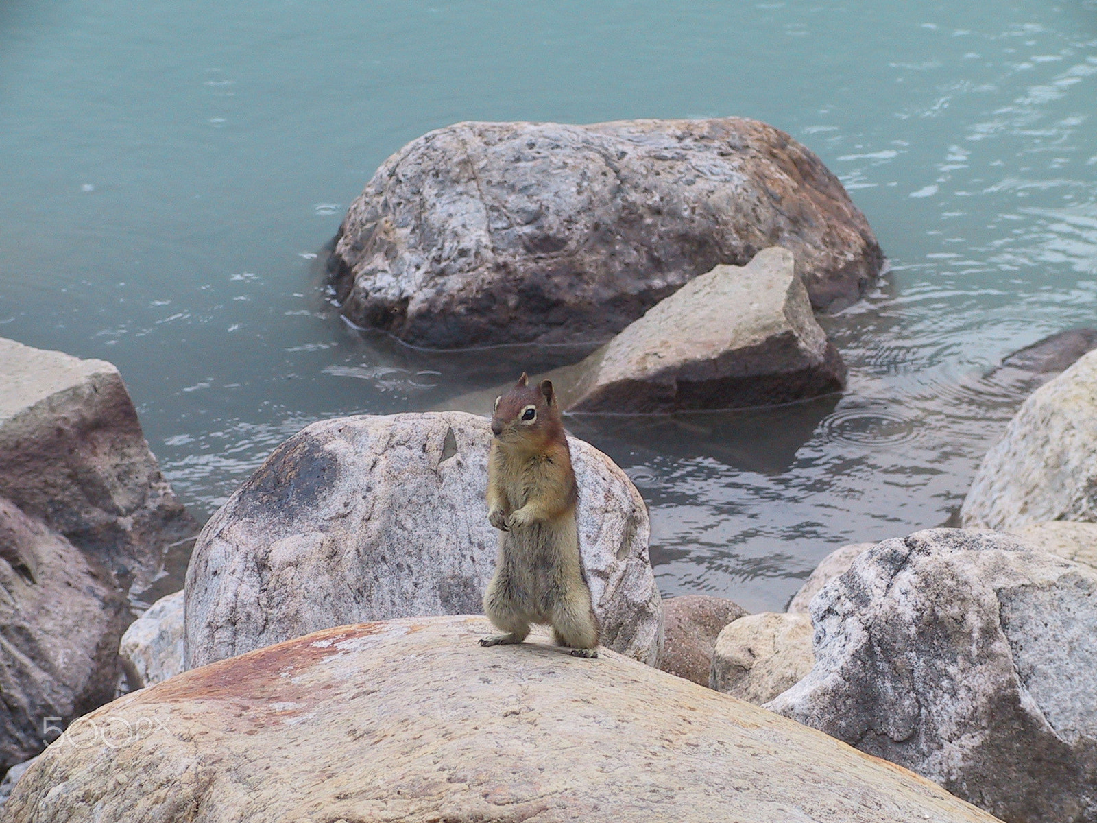 Canon POWERSHOT PRO90 IS sample photo. Chipmunk photography