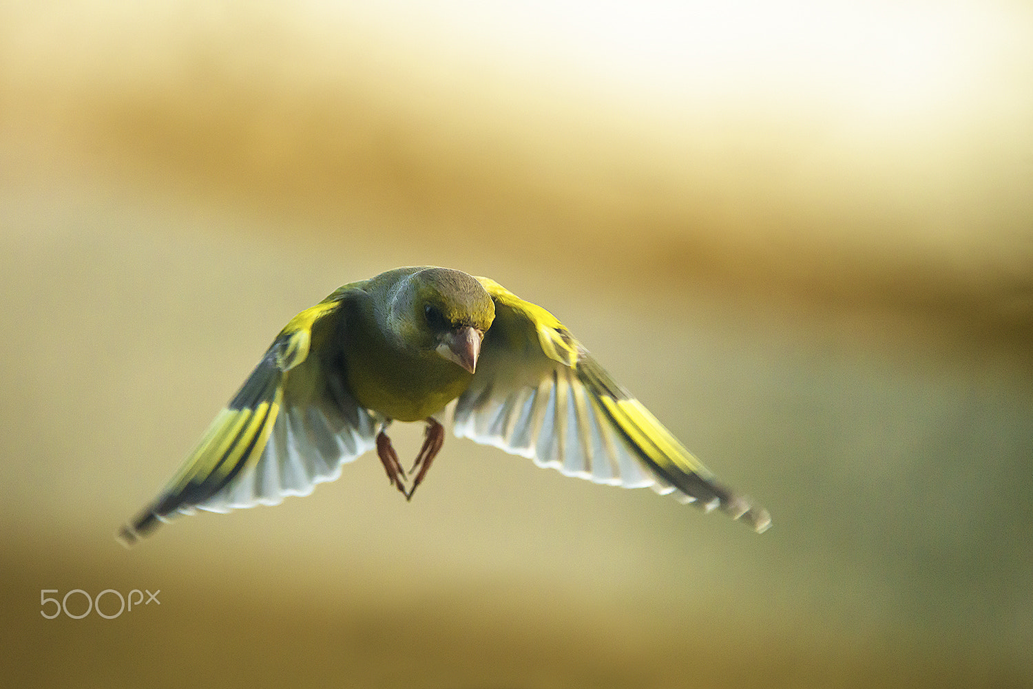Nikon AF-S Nikkor 200-400mm F4G ED-IF VR sample photo. European greenfinch photography