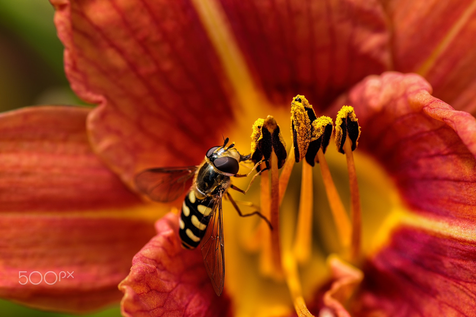 Sony Alpha DSLR-A700 + Sigma 30mm F1.4 EX DC HSM sample photo. Hover fly on day lily photography