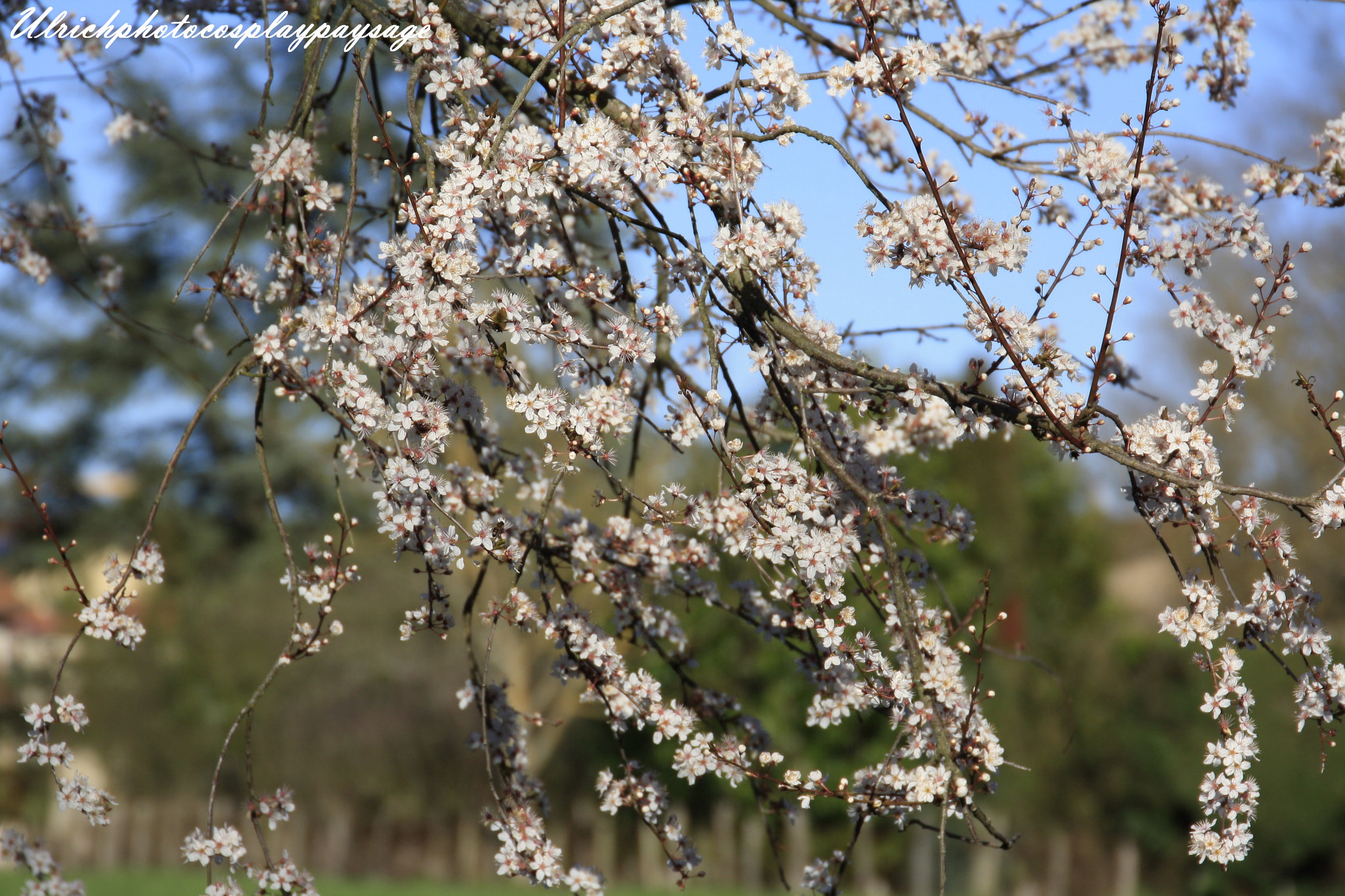 Canon EF 24-105mm F3.5-5.6 IS STM sample photo. Branche fleurie photography