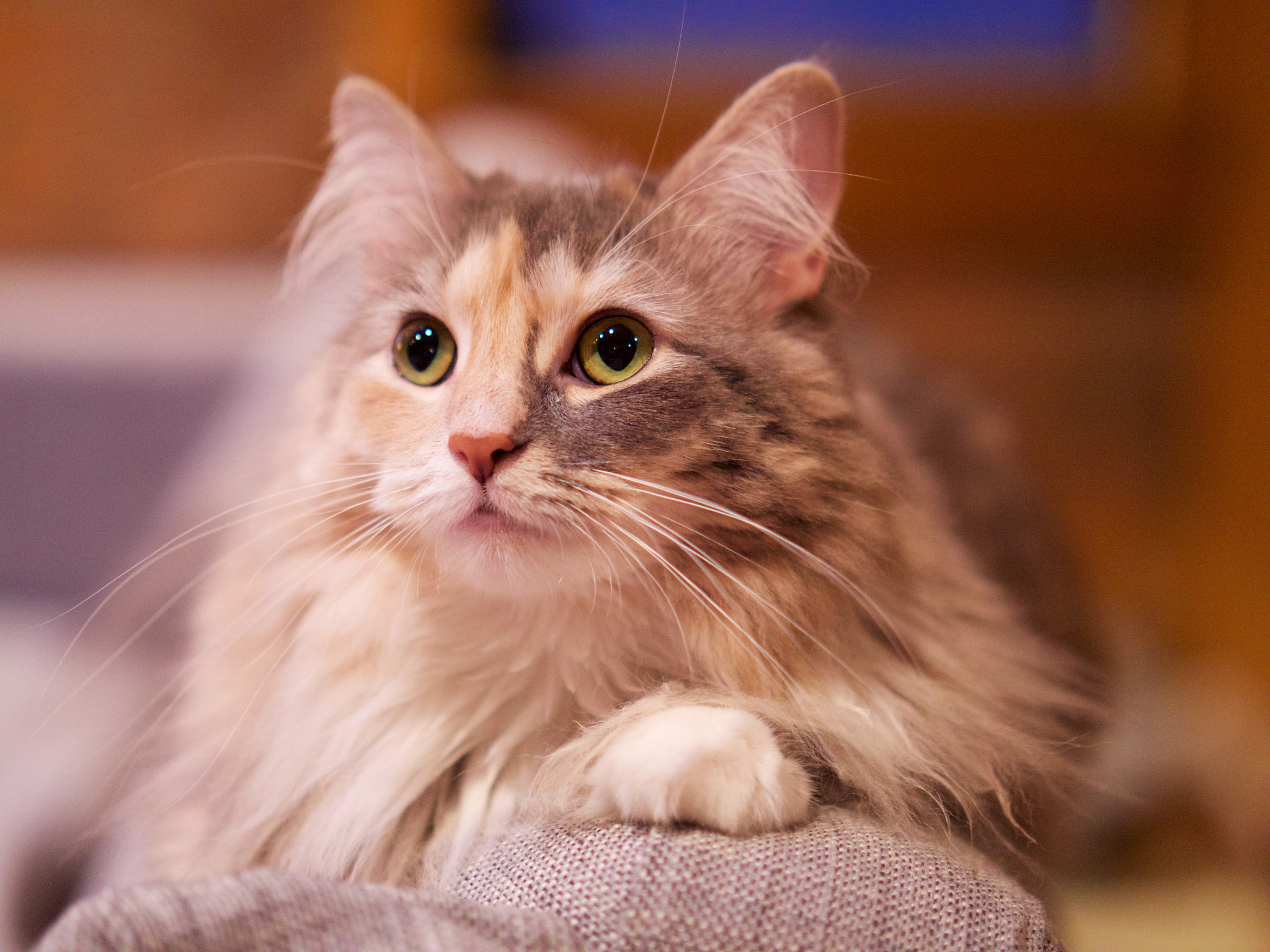 Panasonic Leica DG Nocticron 42.5mm F1.2 ASPH OIS sample photo. Stevie photography