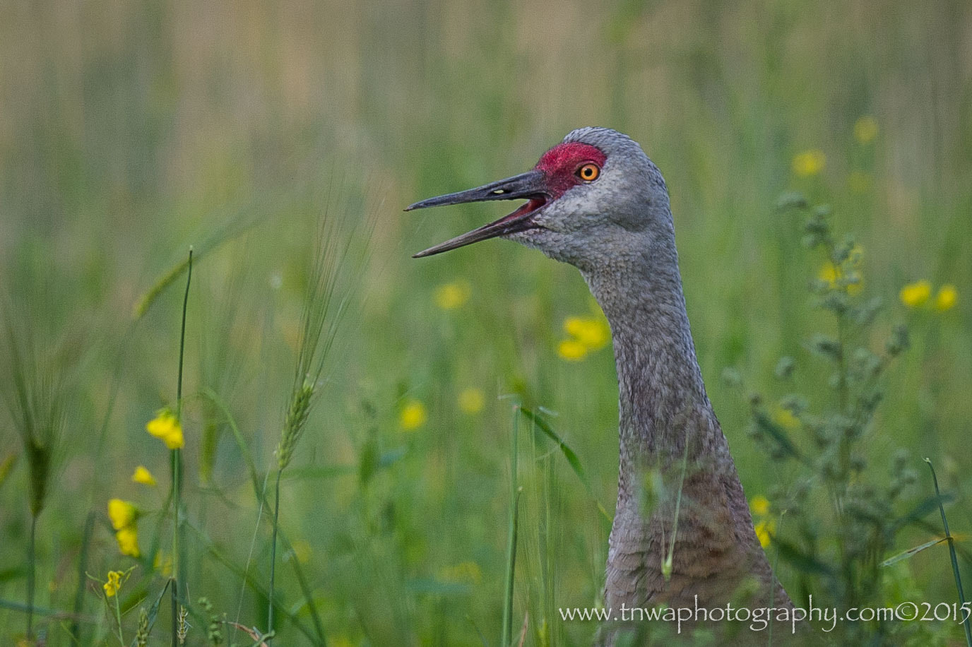 Nikon AF-S Nikkor 300mm F2.8G ED-IF VR sample photo. Music to my ears photography