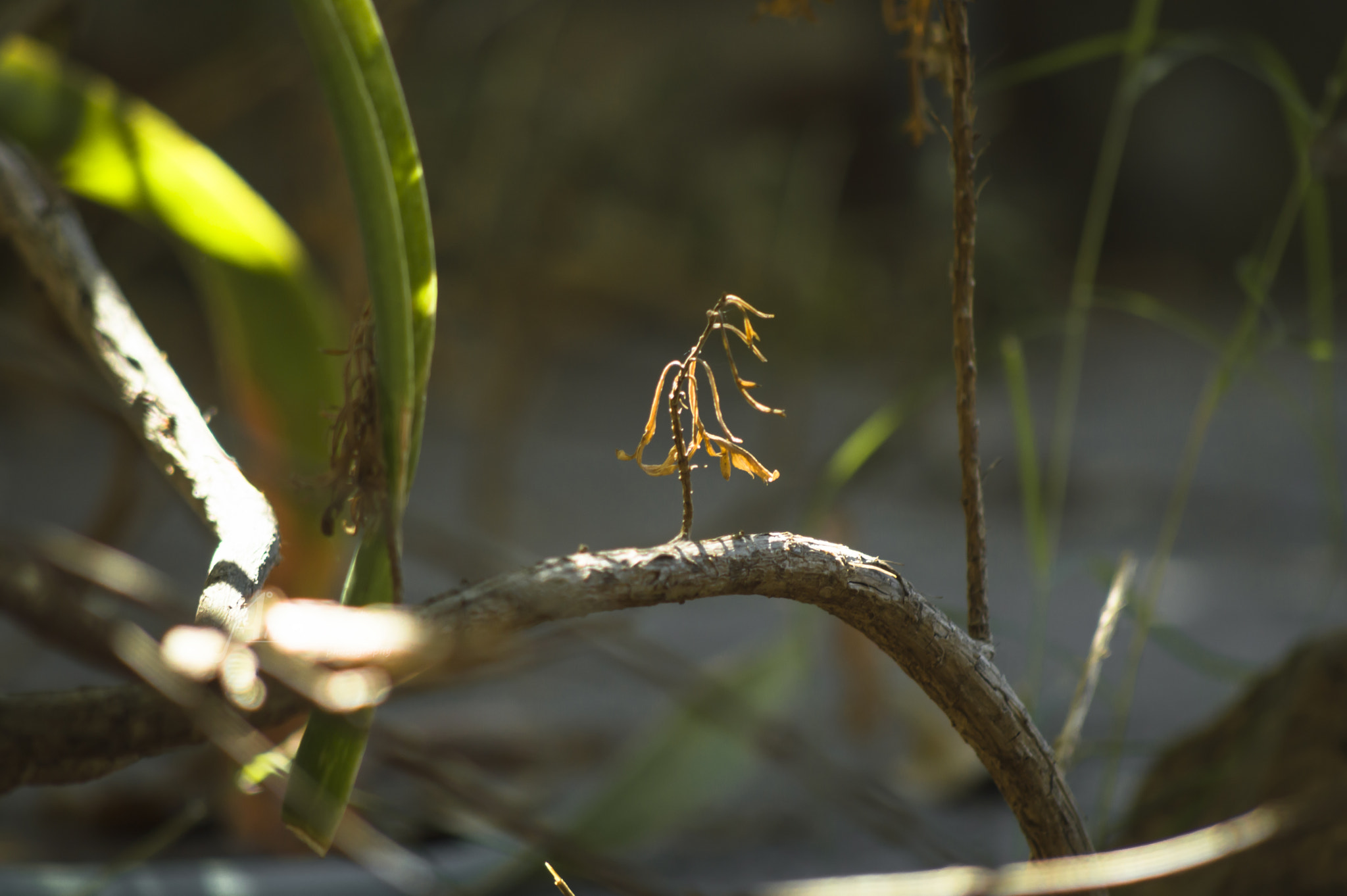 AF Nikkor 70-210mm f/4-5.6D sample photo. Little pieces of summer photography