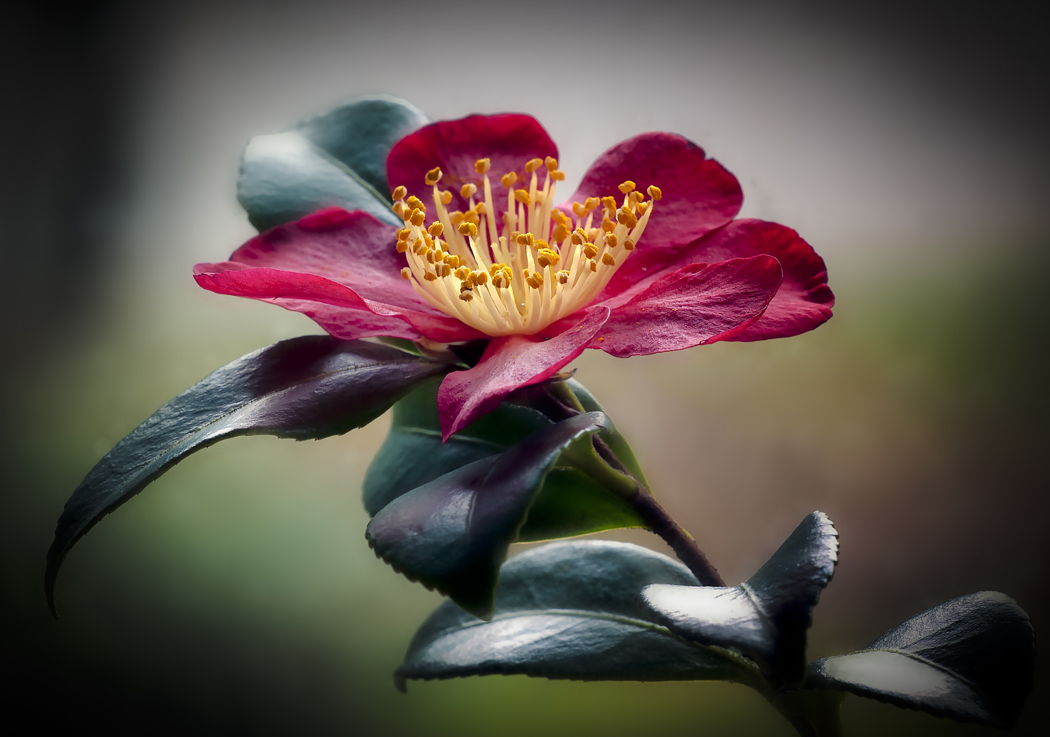 Sigma 150mm F2.8 EX DG Macro HSM sample photo. Early camellia photography