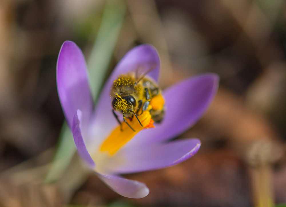 Sigma 105mm F2.8 EX DG OS HSM sample photo. Flowers photography