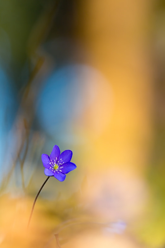 Sigma 150mm f/2.8 EX DG OS HSM APO Macro sample photo. Vernal photography