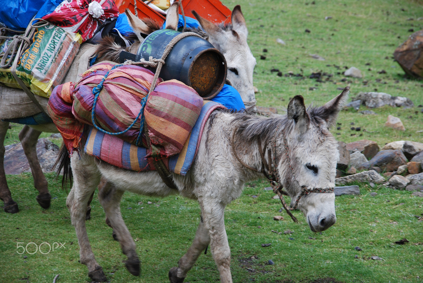 Nikon D40X + Sigma 18-200mm F3.5-6.3 DC sample photo. Donkey photography