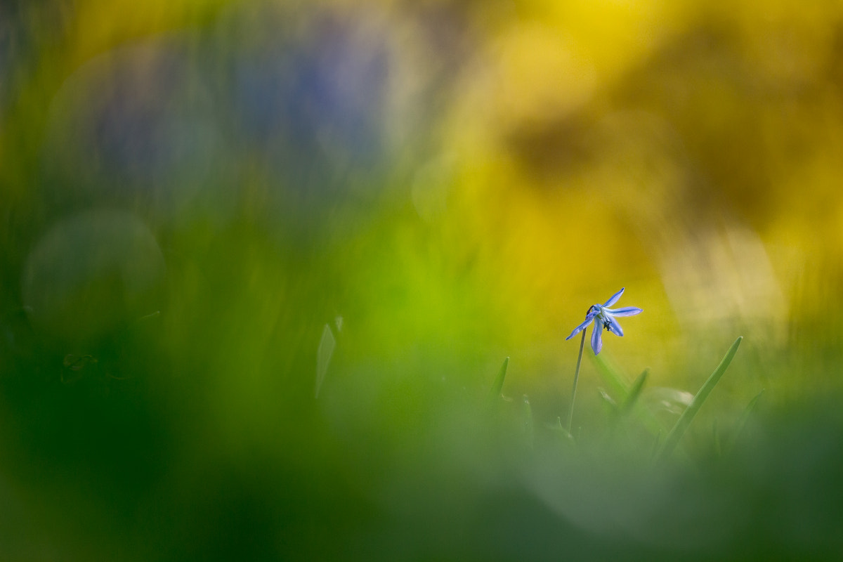 Sigma 150mm f/2.8 EX DG OS HSM APO Macro sample photo. In the grass photography