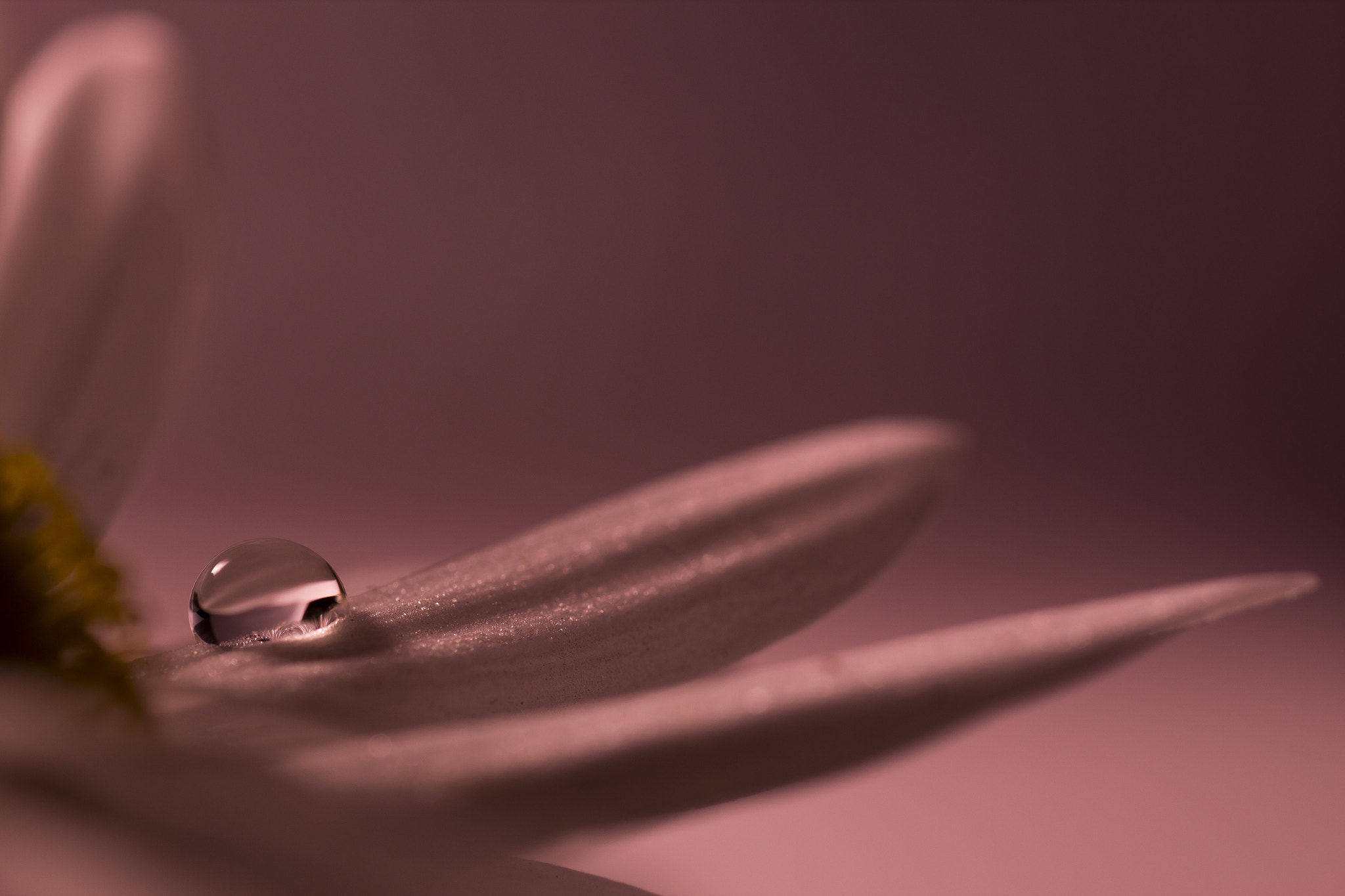 Sigma 70mm F2.8 EX DG Macro sample photo. Drop photography
