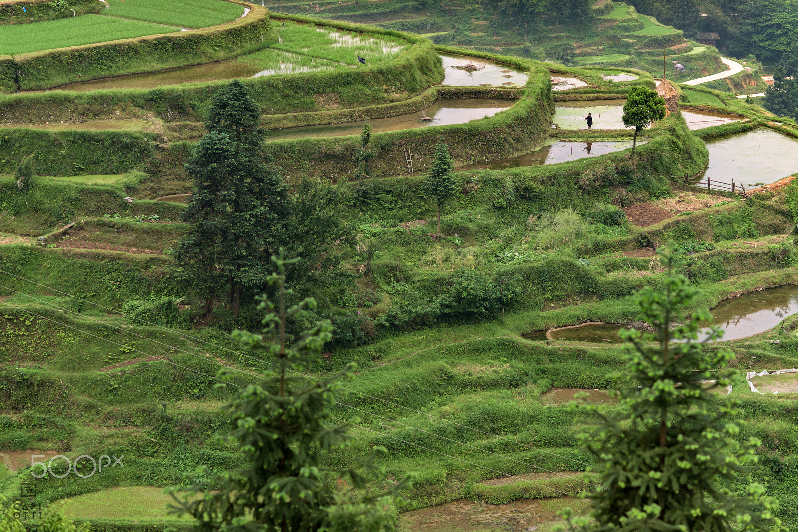 Nikon D810 + Nikon AF Nikkor 105mm F2D DC sample photo. Guizhou photography