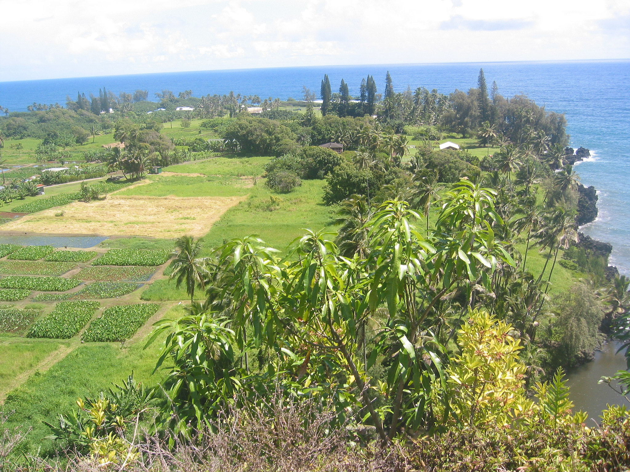 Canon POWERSHOT S40 sample photo. Maui - hawaii photography