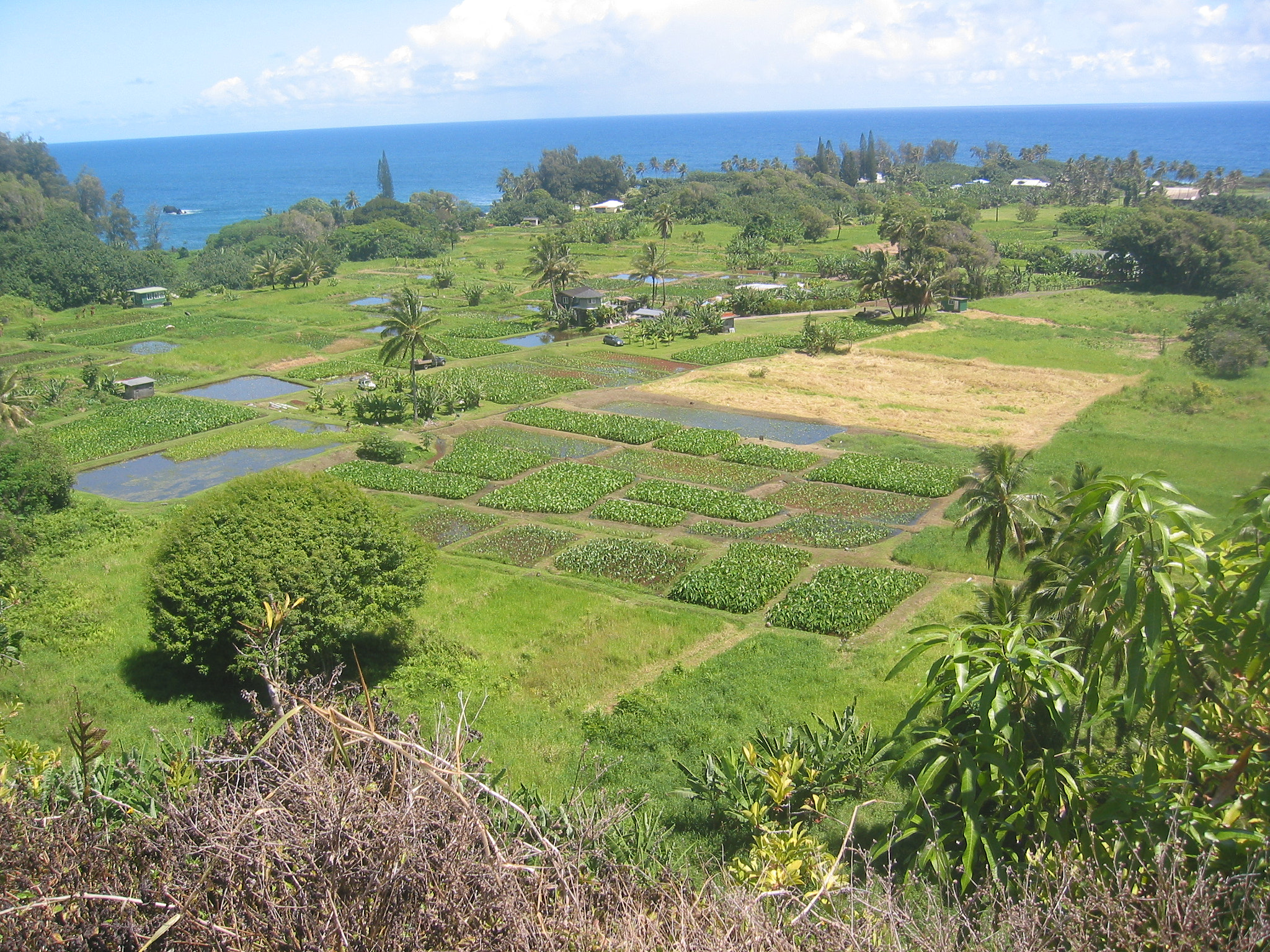 Canon POWERSHOT S40 sample photo. Maui - hawaii photography