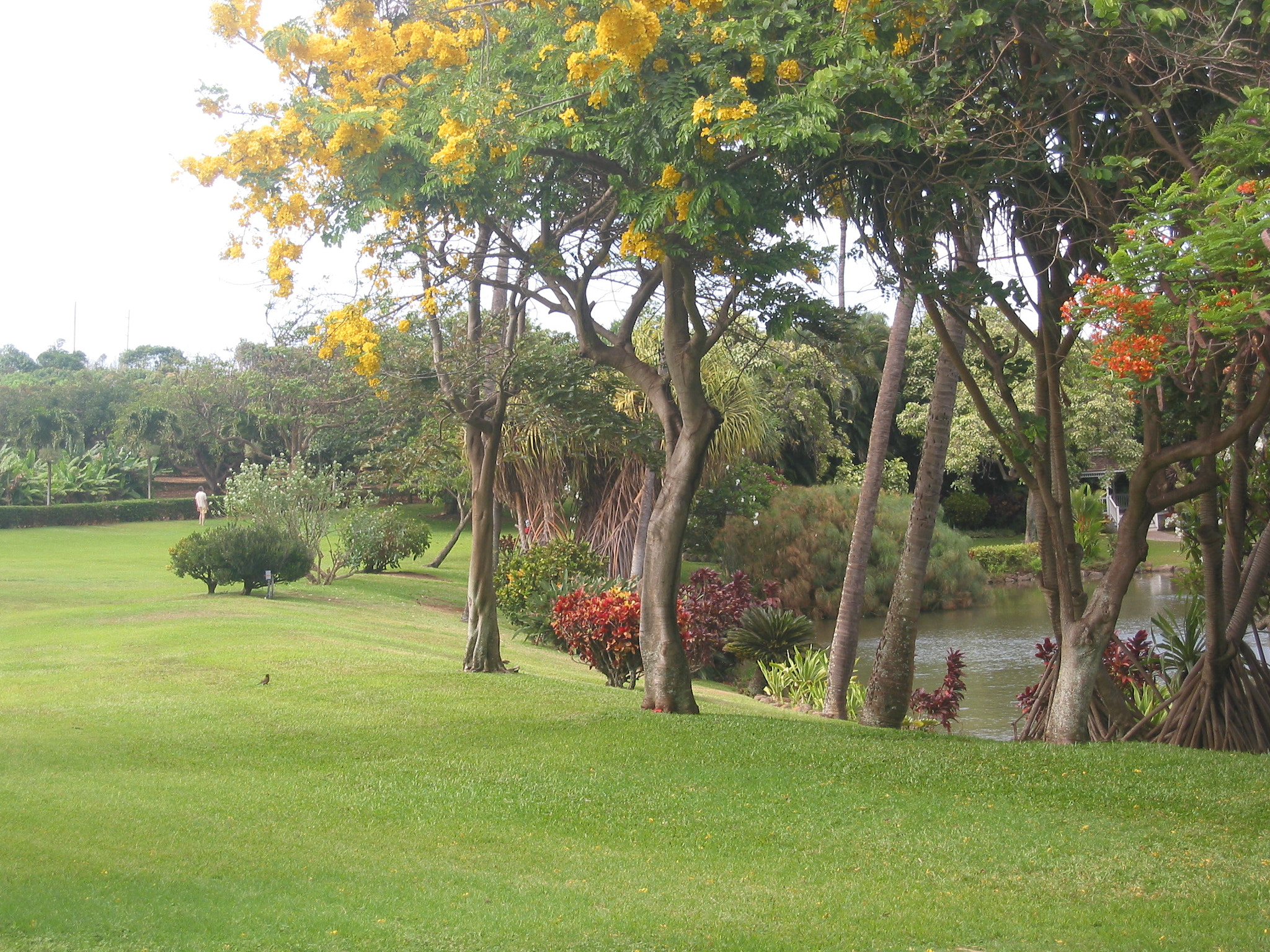 Canon POWERSHOT S40 sample photo. Maui - hawaii photography