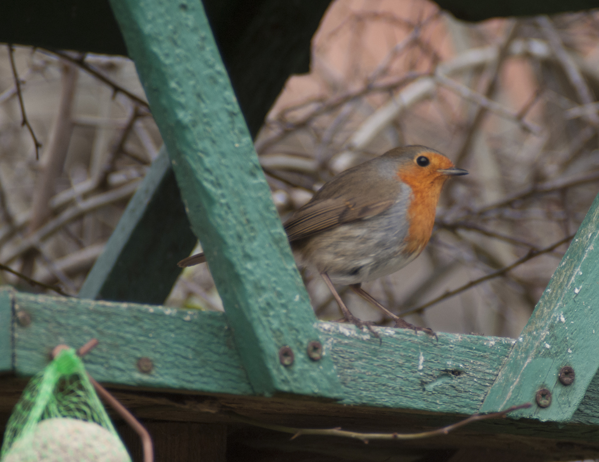 Nikon D300 sample photo. Garden birds photography