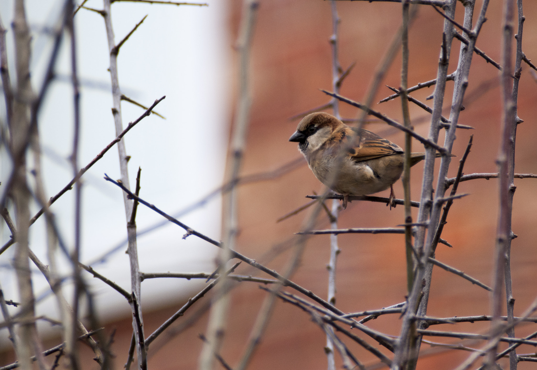 Nikon D300 + Sigma APO 400mm F5.6 sample photo. Garden birds photography