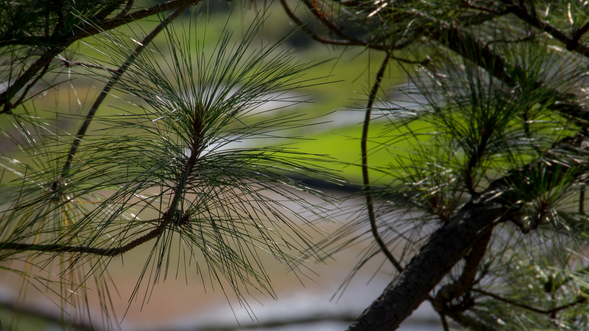 Pentax K-3 II sample photo. Pine and rice terraces photography