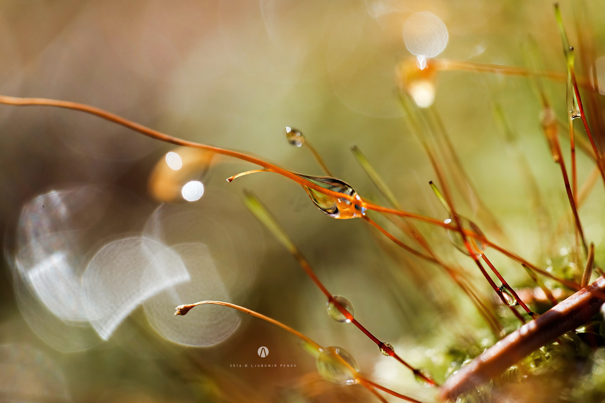 Fujifilm X-A2 + ZEISS Touit 50mm F2.8 sample photo. Yellow photography