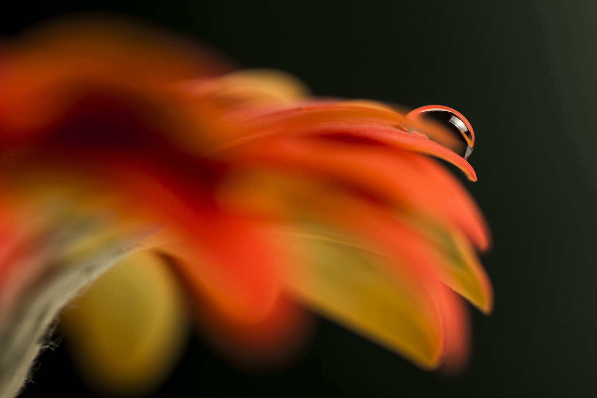 Sigma 70mm F2.8 EX DG Macro sample photo. Drop  photography