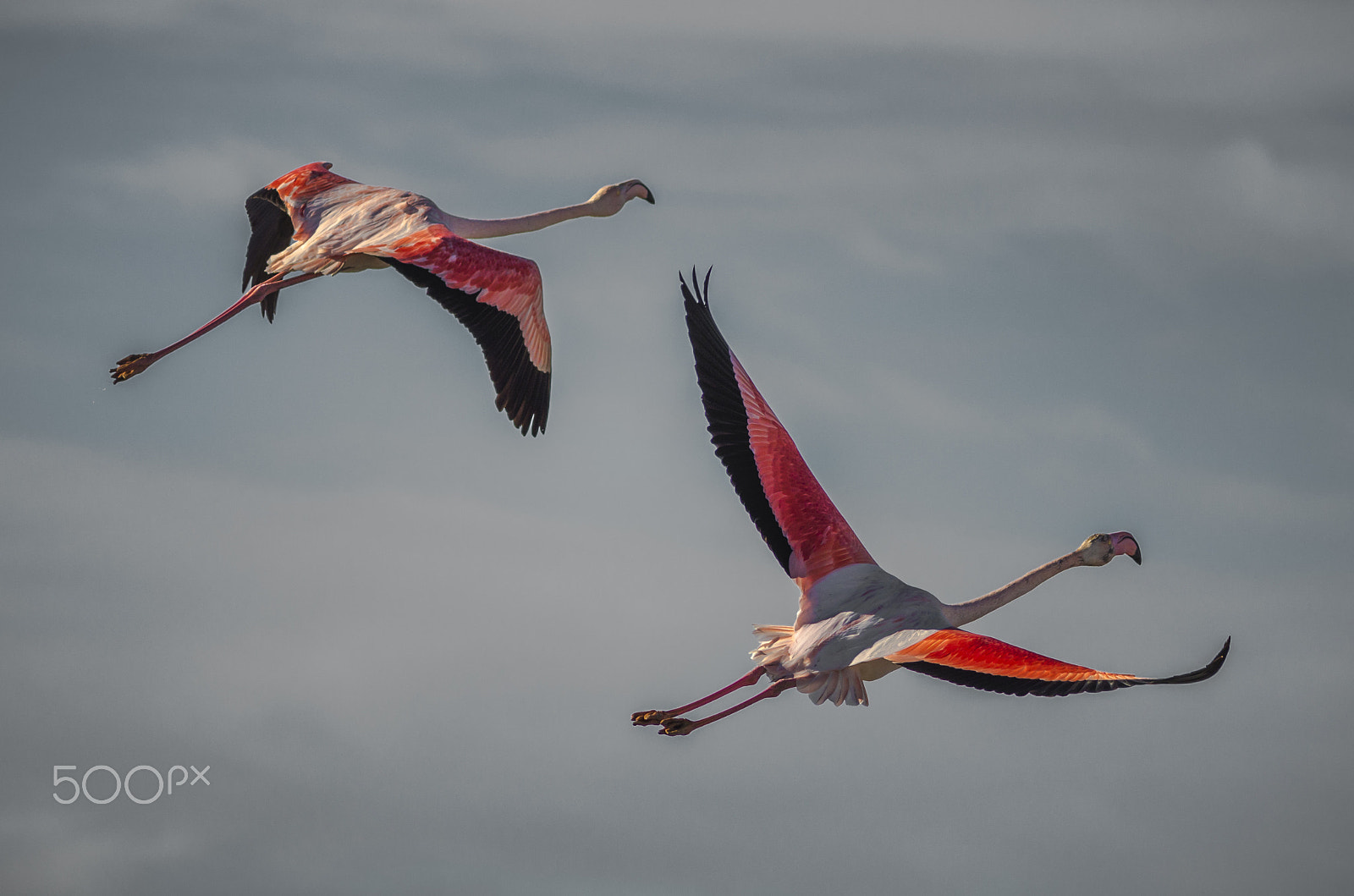 Pentax K-5 IIs + Pentax smc DA* 200mm F2.8 ED (IF) SDM sample photo. 2 flying friends photography