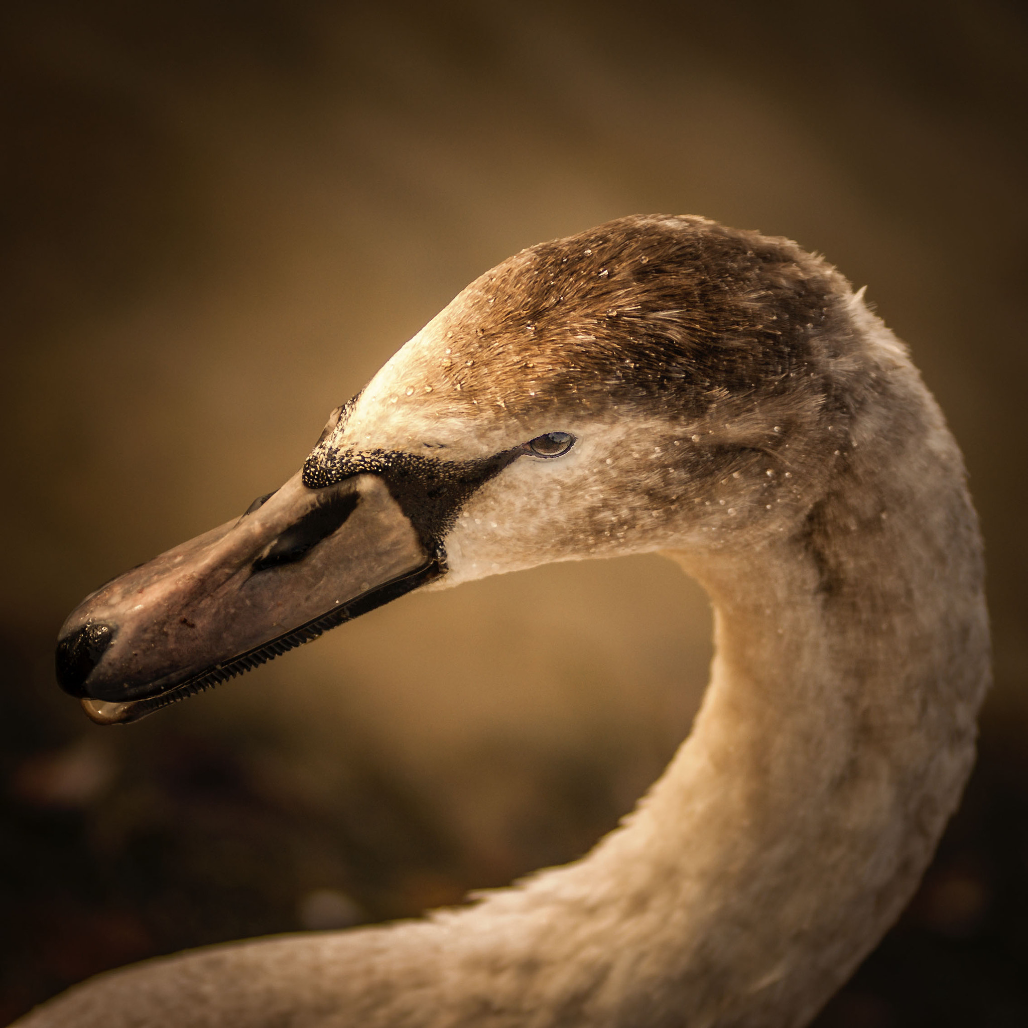 Nikon AF-Nikkor 80-200mm F2.8D ED sample photo. In my eyes photography