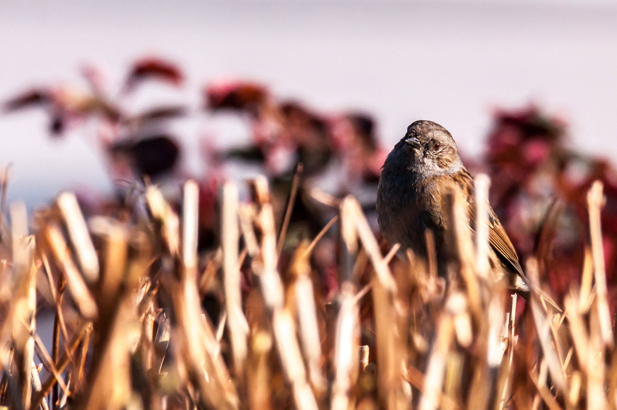 Sigma 150-600mm F5-6.3 DG OS HSM | S sample photo. Accenteur mouchet photography