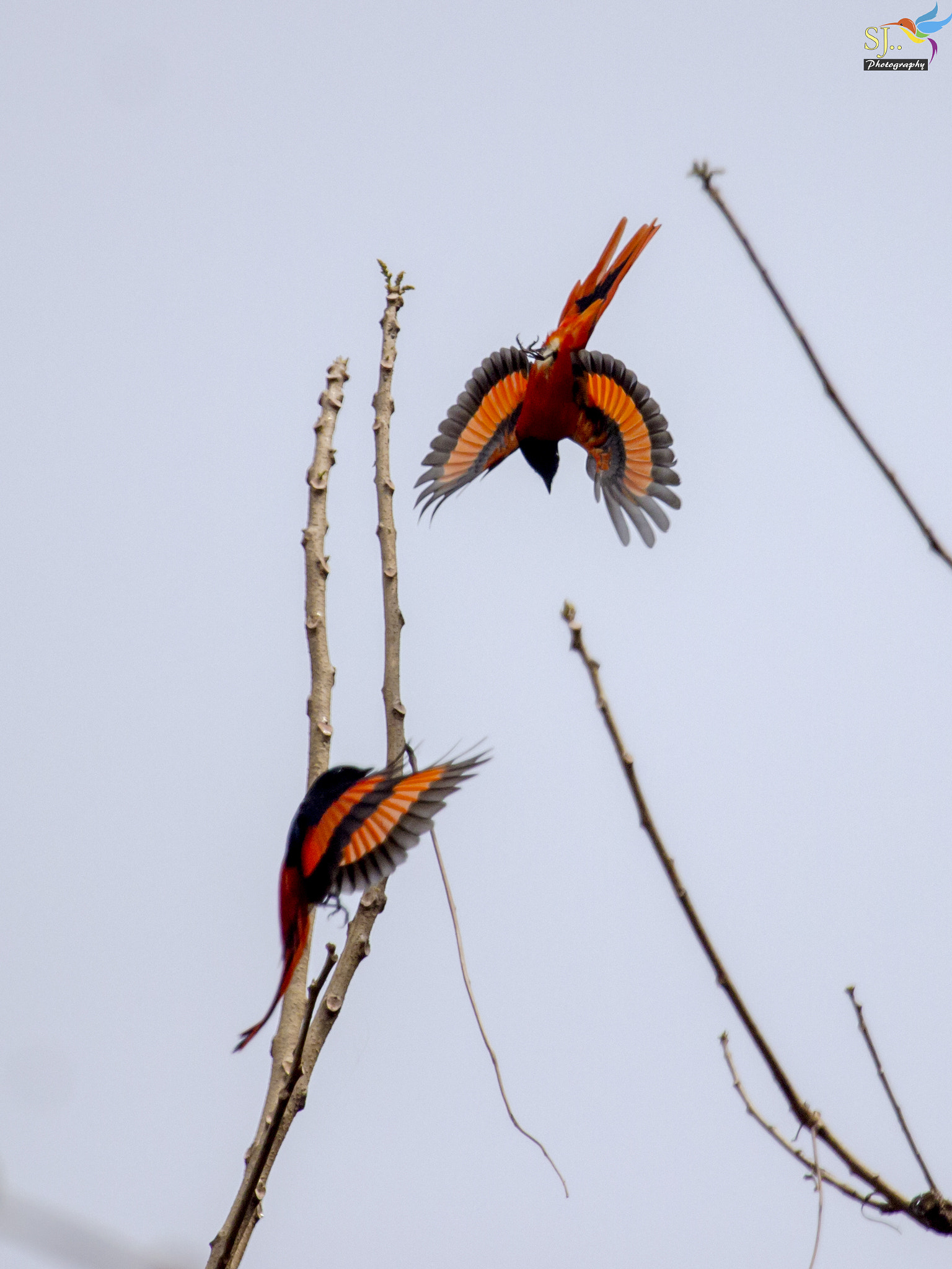 Canon EF 100-400mm F4.5-5.6L IS USM sample photo. Scarlet minivet (male)  photography