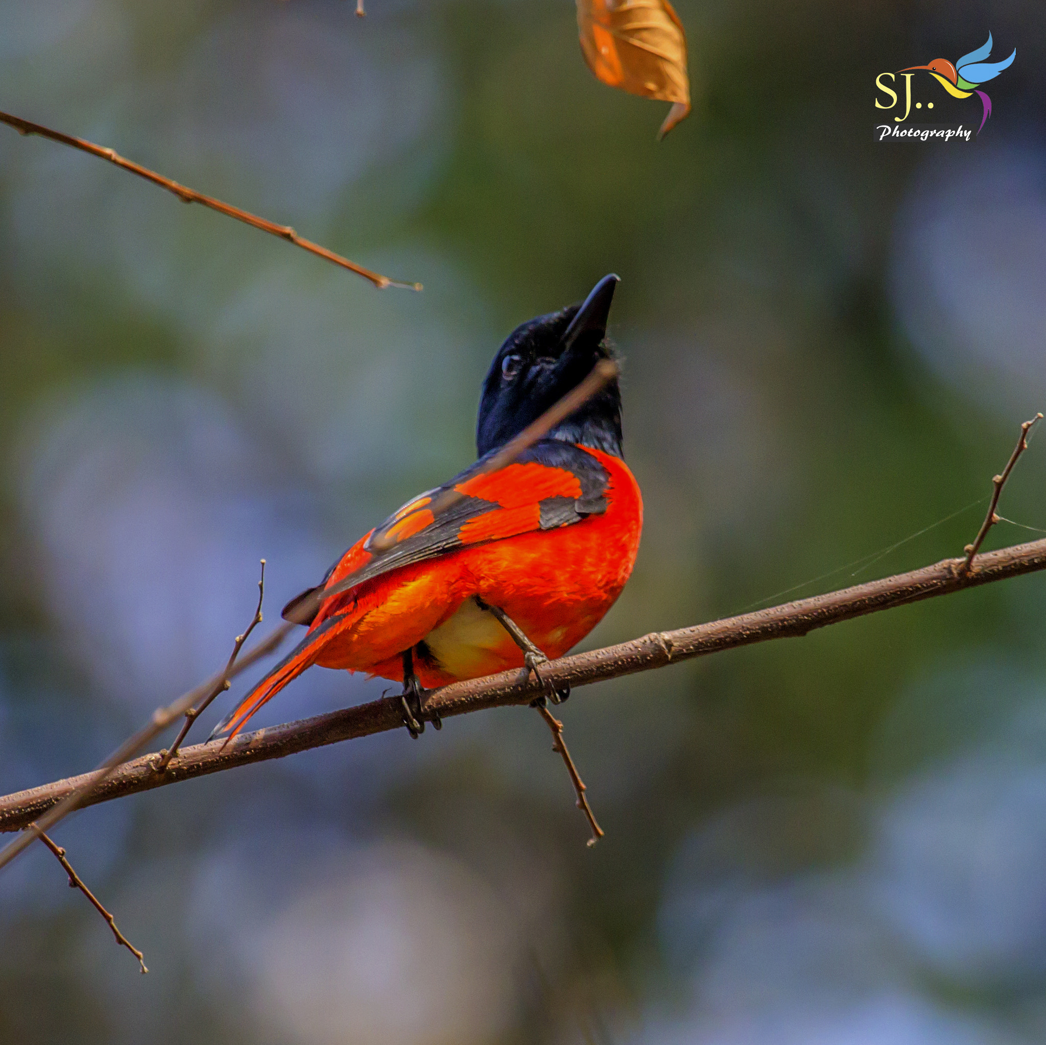 Canon EF 100-400mm F4.5-5.6L IS USM sample photo. Scarlet minivet (male)  photography