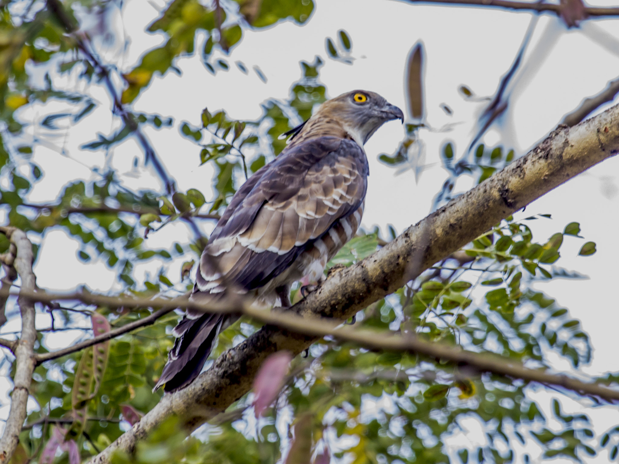 Canon EF 100-400mm F4.5-5.6L IS USM sample photo. Jordan baza  photography